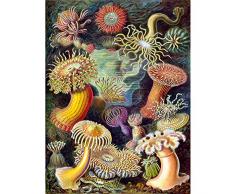 Wee Blue Coo Haeckel Anemone Sea Life Unframed Wall Art Print Poster Home Decor Premium Vida pared PÃ³ster Casa