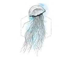 Komar Wandbild Von Jellyfish Watercolor | Poster, Bild, Wohnzimmer, Schlafzimmer, Dekoration, Kunstdruck | ohne Rahmen | P078B-30x40 fotomural, Schwarz, WeiÃ, Blau
