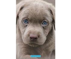 GB Eye LTD, Keith Kimberlin, Puppies Blue Eyes, Maxi Poster, 61 x 91,5 cm