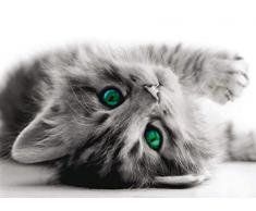 AG Design FTNM 2605 Mural fotogrÃ¡fico para la Pared, Multicolor, 160 x 110