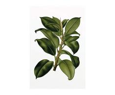 Komar Wandbild Von Elastica Tree | Poster, Bild, Wohnzimmer, Schlafzimmer, Dekoration, Kunstdruck | ohne Rahmen | P056-50x70 fotomural, GrÃ¼n, WeiÃ, Schwarz, Rot