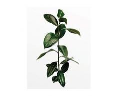 Komar Wandbild Von Ficus Branch | Poster, Bild, Wohnzimmer, Schlafzimmer, Dekoration, Kunstdruck | ohne Rahmen | P059-40x50 fotomural, Verde, Blanco