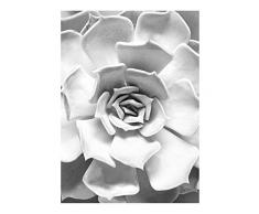 Komar Wandbild Von Succulent Closeup | Poster, Bild, Wohnzimmer, Schlafzimmer, Dekoration, Kunstdruck | ohne Rahmen | P049C-30x40 fotomural, Schwarz, WeiÃ, Grau