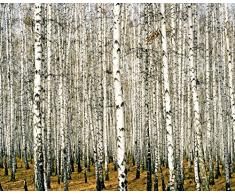 Legendarte Cuadro Lienzo, ImpresiÃ³n Digital - Denso Bosque De Abedules, cm. 80x100 - DecoraciÃ³n Pared