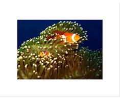 Wee Blue Coo Sea Anemone Clown Fish ImpresiÃ³n del Arte 12 x 16 Pulgadas