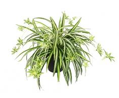 Flair Flower Planta Artificial de Interior en Maceta de clorofitum Comosum, Lirio de Agua, araÃ±a, Planta Colgante de plÃ¡stico, Planta Artificial para Boda, decoraciÃ³n de Seda