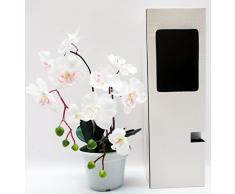 Orquídea en jarrón-caja. Vitrina