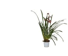 Orquídea Natural Planta de Interior Cymbidium Mix Perfecta para Interiores o Exteriores