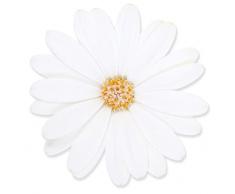 Dimorfoteca Flor Blanca | Planta Natural | Maceta 15cm | Margarita de Exterior