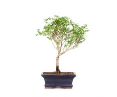 Bonsái de Serissa Phoetida Natural Árbol de Interior o Exterior