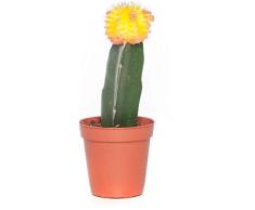 Cactus Injertado Natural Descubre la Magia de la Combinación Perfecta Entre Belleza y Resistencia en tu Hogar
