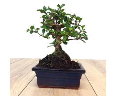 Bonsái Natural de Carmona Microphylla Árbol del Té de Fukien Fácil de Mantener