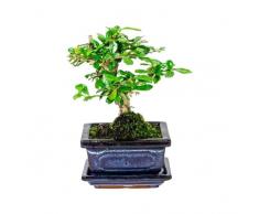 Bonsái de Carmona Microphylla Árbol Perfecto para Decorar el Hogar o la Oficina
