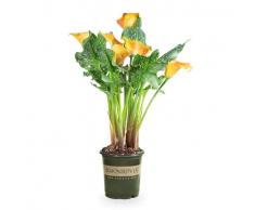 Planta Natural Zantedeschia Conocida como Cala o Lirio del Amor