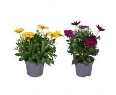 Set de 2 Margaritas Dimorphoteca Ideales para Terraza y Jardín