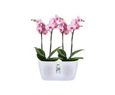 Elho Brussels Orchid Duo Macetero, 2.8 litros, Transparente, 25 cm