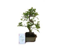 Bonsái Ulmus Parvifolia Natural Árbol Fácil de Mantener