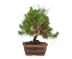 DECOALIVE Planta Natural Pino Halepensis Bonsái Pino Natural