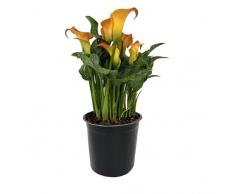 Lirio del Amor Natural - Cala - Planta Ideal para la Casa