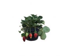Planta de Fresas Natural Cultiva una Fuente de Vitaminas en Casa
