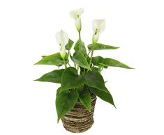 Planta de Calla en Cesta. Planta Artificial de Calla, Flores Blancas, Flores de plástico Falsas, decoración Artificial. Flores en Maceta, Ramo de Flores de Seda, Flores de zantedschia, Flores tribus