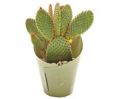 Cactus Pala PREMIUM Planta Natural para Decorar el Hogar, DECOALIVE
