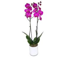 Planta Natural Orquídea Boca Phalaenopsis Flores Fucsia