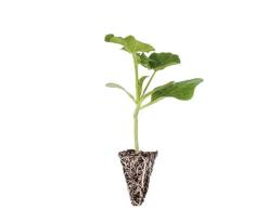 Planta de Sandía Natural Convierte tu Hogar en una Fuente de Alimentos Frescos y Saludables