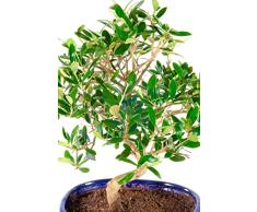 Bonsái Olivo PREMIUM Árbol Natural de Origen Mediterráneo en Formato Bonsái