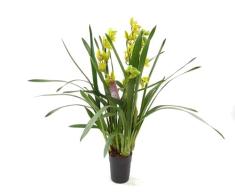Orquídea Barco Natural Cymbidium Planta Pupular por sus Grandes Flores
