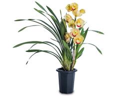 Orquídea Cymbidium Planta Natural la Elegancia Botánica en tu Hogar