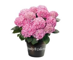 Hortensia Planta Natural de Grandes Flores Rosas