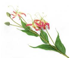 Floral Elegance Flores Artificiales de 102 cm con un Solo Tallo, Color Rosa Llama, 6 Unidades