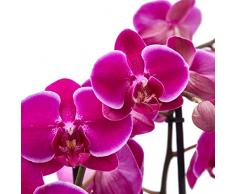 Phalaenopsis Morada PREMIUM Planta Natural Orquídea Flor Color Morado
