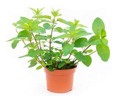 Menta Chocolate Natural Planta Perenne Aromática de Exterior