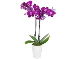 Phalaenopsis Flores Color Morado Orquídea Natural para Decorar el Hogar