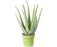Aloe Vera Natural Planta con Propiedades Beneficiosas