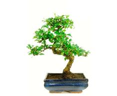 Bonsái Carmona Microphylla Natural Fácil de mantener
