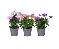 Set de 3 Margaritas Dimorphoteca Ideales para Terraza y Jardín