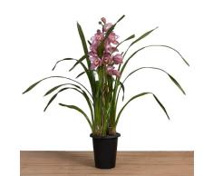 Cymbidium - Orquídea Natural de Floración Larga - Resistente