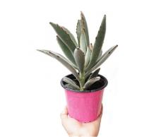Calanchoe Tomentoso Planta Suculenta Familia Cactus Natural Interior y Exterior