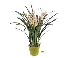 Cymbidium Natural Orquídea Barco Ideal para el Interior o el Exterior del Hogar