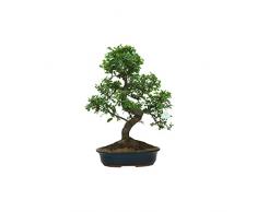 Bonsái Olmo Chino - Zelkova Parvifolia - Natural Fácil de Cuidar