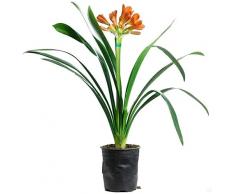 Lirio de San JoseNatural Planta de Exterior de Riego moderado y Cultivo Sencillo