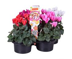 Set de 4 Cyclamen Violeta Alpes Ideales para Terraza y Jardín