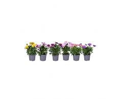 Set de 6 Margaritas Dimorphoteca Ideales para Terraza y Jardín