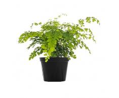 Planta de Adiantum Natural: una Fuente de Aire Fresco y Naturaleza para tu Hogar