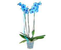 DECOALIVE Phalaenopsis Azul PREMIUM Planta Natural Orquídea Flor Color Azul