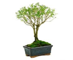 Bonsái de Serissa Phoetida Natural Árbol de Hoja Perenne