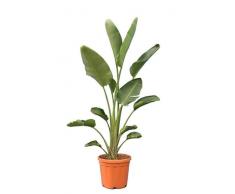 Strelitzia Augusta Planta Natural de Hoja Perenne y Procedencia Africana